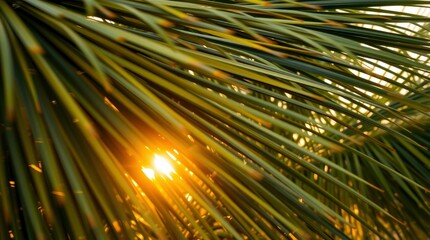 Wall Mural - Dynamic motion of a set of tropical green palm leaves, bathed in warm golden hour light, soft light, blurred lines, action poses, just after sunrise or before sunset