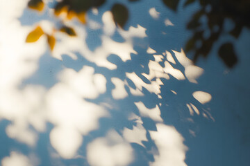Wall Mural - the shadow of the sun shining through the wood