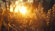 © addymawy - Golden Grass Illuminated By Sunset Light