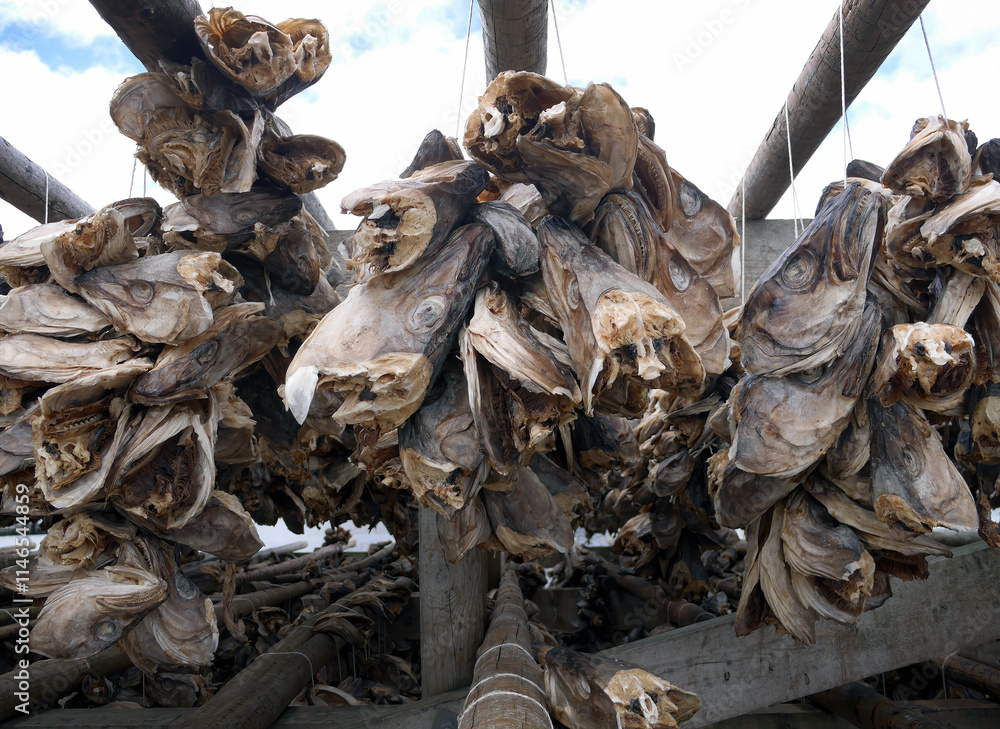 Cod heads and stockfish hanging on outdoor wooden racks, Traditional ...