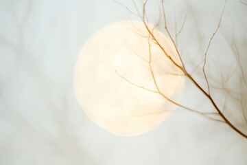 Poster - Ethereal Tree Branches with Soft Light and Abstract Moon Patterns