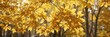 © Prapasarabhron - Golden hues of autumn maple with delicate leaves in soft focus, autumn, nature