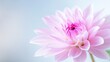 © kinara art design - Soft pink dahlia flower close-up.
