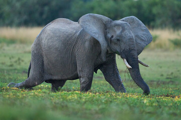 African Elephant (Loxodonta africana) feeding in a marshy area of South Luangwa National Park, Zambia   