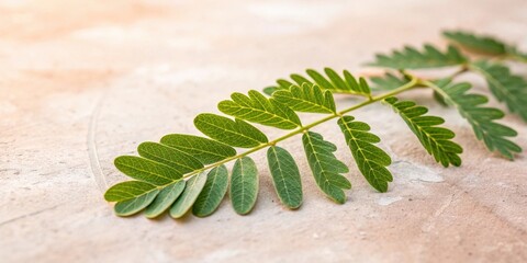 Wall Mural - A single branch of green leaves with intricate veins lies on a textured, light brown surface.