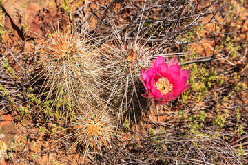 Wall Mural - A small pink flower is growing in the desert