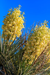 Wall Mural - A tree with yellow flowers is in the foreground