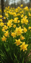 Wall Mural - Vibrant yellow daffodils blooming in a sunlit field, narcissus, cheerful