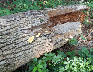 Chicken of the Woods | Laetiporus spp | Edible North American Mushroom Fungi