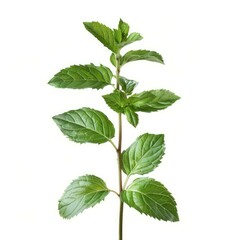 Wall Mural - Studio shot of a vibrant mint sprig, showcasing its fresh green leaves against a clean white backdrop