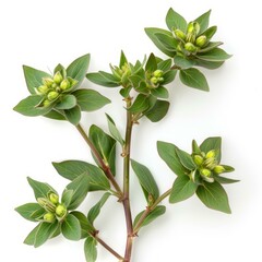 Wall Mural - Common st. Johns wort plant hypericum perforatum with unopened flower buds growing on white background