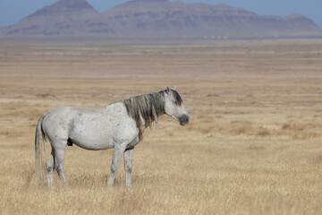 Wall Mural - Wild Horse in Autumn in the Utah Desert