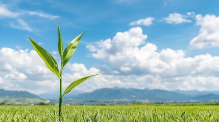 Sticker - Young plant sprout growing in green field under blue sky.