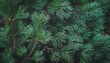 © SandraSevJarocka - Generated image Beautiful Christmas Background with green fir tree brunch close up. Copy space, trendy moody
