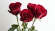Vibrant red roses in full bloom set against a clean white backdrop, close-up shot, Minimalist style