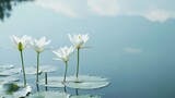 White lilies against a calm pond reflection, close-up shot, Minimalist style