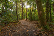 © larairimeeva - Lush vegetation of the tropical forest in the Tenorio Volcano national park - Costa Rica
