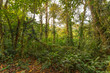 © larairimeeva - Lush vegetation of the tropical forest in the Tenorio Volcano national park - Costa Rica