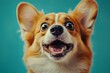 © ArtCookStudio - Happy corgi with joyful expression posing against vibrant turquoise background during indoor session