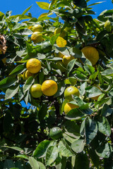 Sticker - Citrus fruits of sour orange bergamot riping on thee close up