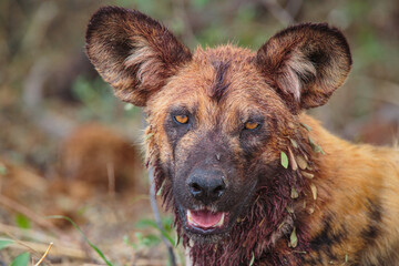 Wall Mural - portrait of an african wild dog (lycaon pictus), botswana