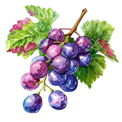 Poster - A watercolor vector of a freshly picked bunch of summer grapes, isolated on a white background. Summer grapes vector.
