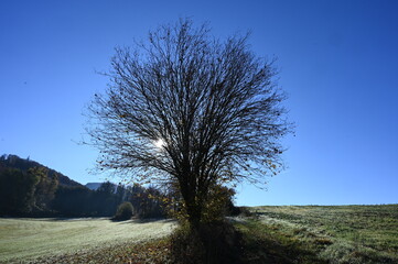 Wall Mural - Baum in der Rhoen im gegenlicht