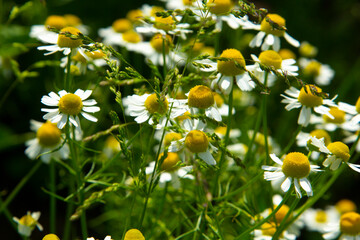 Fototapete - Medicinal chamomile, Matricaria chamomilla L. 
These are medicinal plants. They are used in alternative medicine. 