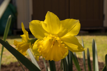 Wall Mural - floral. closeup view of a daffodil flower of yellow petals, winter blooming in the garden