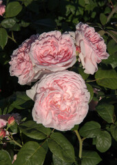 Wall Mural - spring flowers. roses blossom in the garden. closeup view of beautiful rosa eglantyne, green leaves,