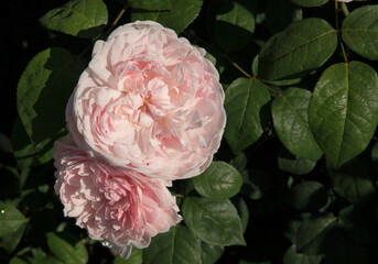 Wall Mural - spring flowers. roses blossom in the garden. closeup view of beautiful rosa eglantyne, green leaves,