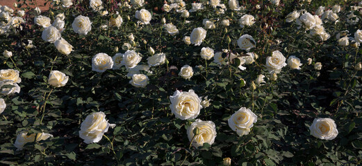Wall Mural - landscaping and floral design. beautiful bouquet roses spring blooming in the park. view of elina ro
