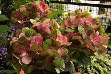 Wall Mural - floral texture and pattern. exotic flowers. closeup view of hortensia hydrangea macrophylla magical,