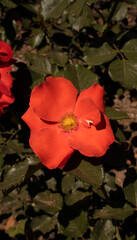 Wall Mural - floral. closeup view of rosa orangeade, red flowers blooming in the garden in spring