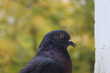 Wall Mural - Pigeon closeup photography, dove beautiful portrait, animal head, funny animal 