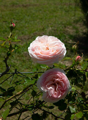Wall Mural - rosa pierre de ronsard white flowers blooming in the garden in spring