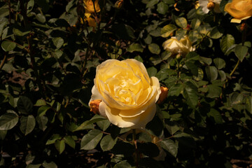 Wall Mural - yellow rose blooming in the garden. closeup view of rosa graham thomas green leaves and yellow flowe