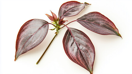 Gray dogwood leaf isolated on a white background, close up
