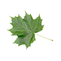 Wall Mural - A single green maple leaf displayed on a transparent background, showcasing its distinctive shape and vibrant color.