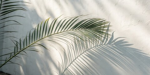 Poster - A single palm frond casts a long, delicate shadow on a smooth white wall, creating an intricate pattern of light and dark lines.