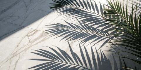 Poster - The delicate shadow of a palm leaf cast upon a cool marble surface, a study in contrast and natural light