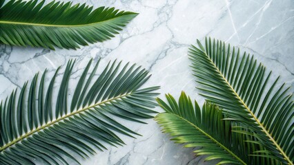 Leinwandbilder - Palm fronds arranged on a white marble background, creating a minimalist and tropical aesthetic.