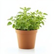 © Sea - A potted oregano plant isolated on white background