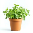 © Sea - A potted oregano plant isolated on white background
