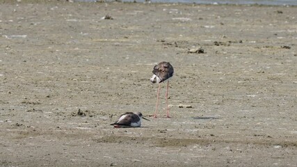 Sticker - Black-winged stilt preening