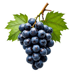 Sticker - Large cluster of dark blue grapes on vine with green leaf