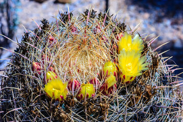 Wall Mural - A cactus with yellow flowers and brown stems