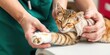 © sawaratch - A veterinarian gently tending to a cat's bandaged paw, displaying compassion and dedication to animal health and healing, veterinarian, healing, compassion