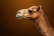 © hisilly - camel mammal animal adult background