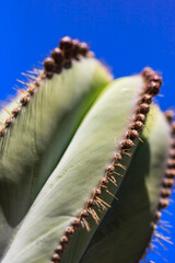 Wall Mural - A cactus with spines and a green stem